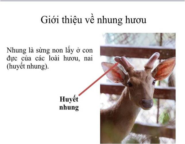 Review tế bào gốc Nhung Hươu Medigen